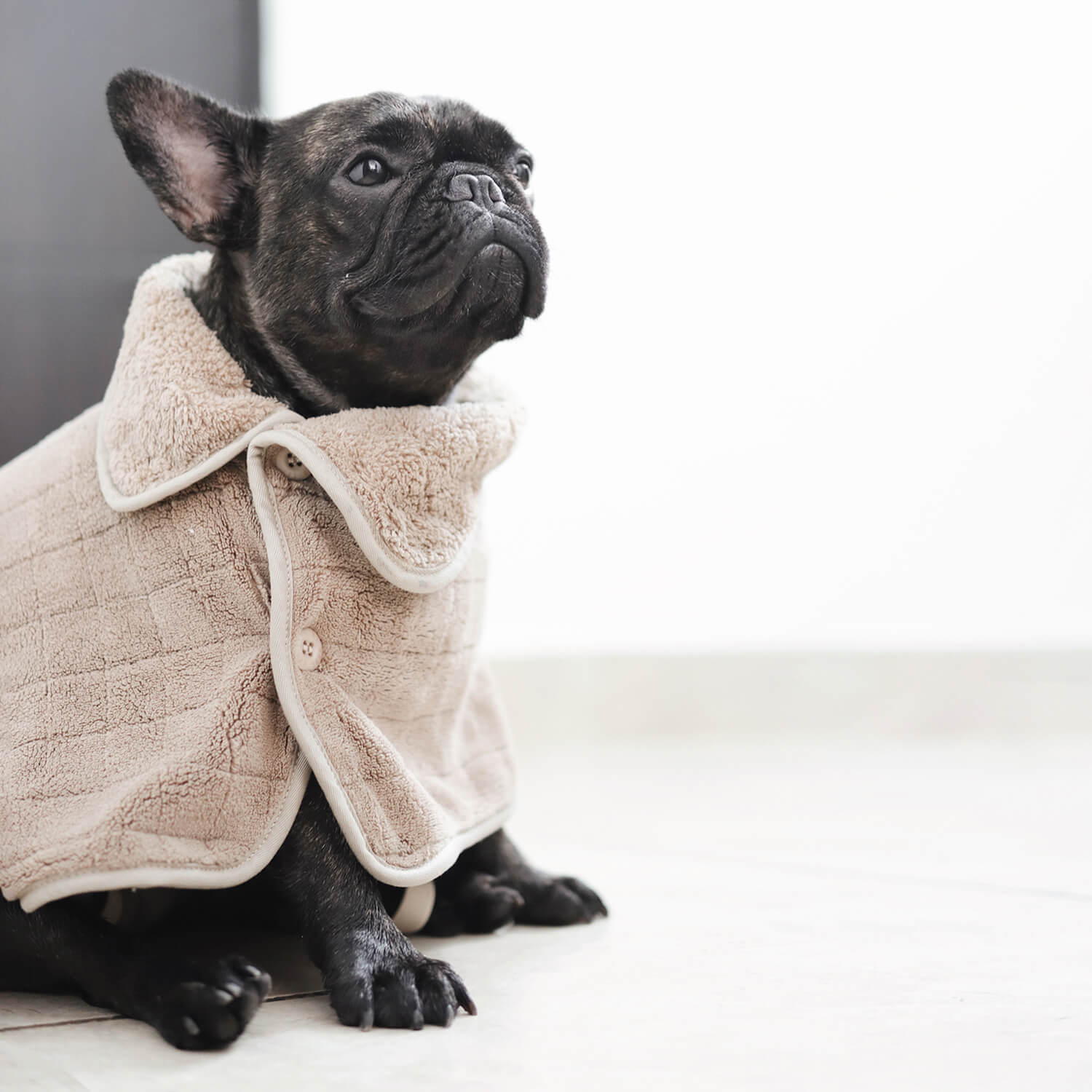 Black brindle French bulldog wearing brown Hug-a-Bulldog Cozy Towel Robe against white background