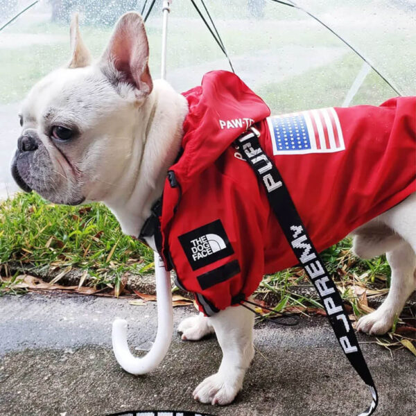 White French bulldog wearing red Designer Hooded French Bulldog Windbreaker
