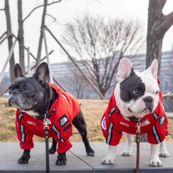 Two stylish Frenchie's in red French Bulldog Windbreakers
