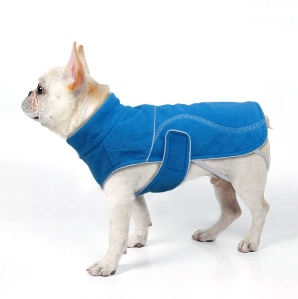 Cream French bulldog puppy wearing Therapeutic Calming Vest for French Bulldogs in blue color