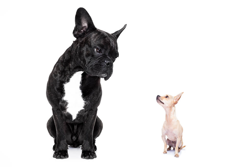 French Bulldog mixes showing by black Frenchie and small Chihuahua