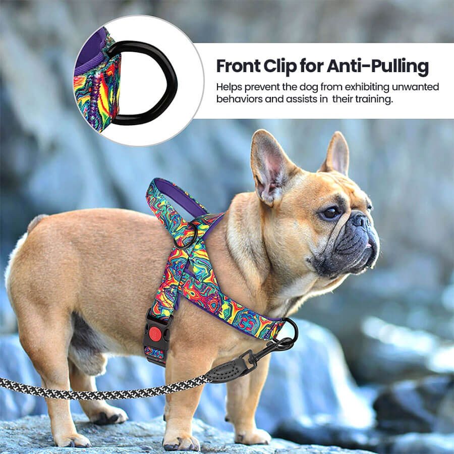 Fawn French Bulldog wearing Frenchie Harness With Handle