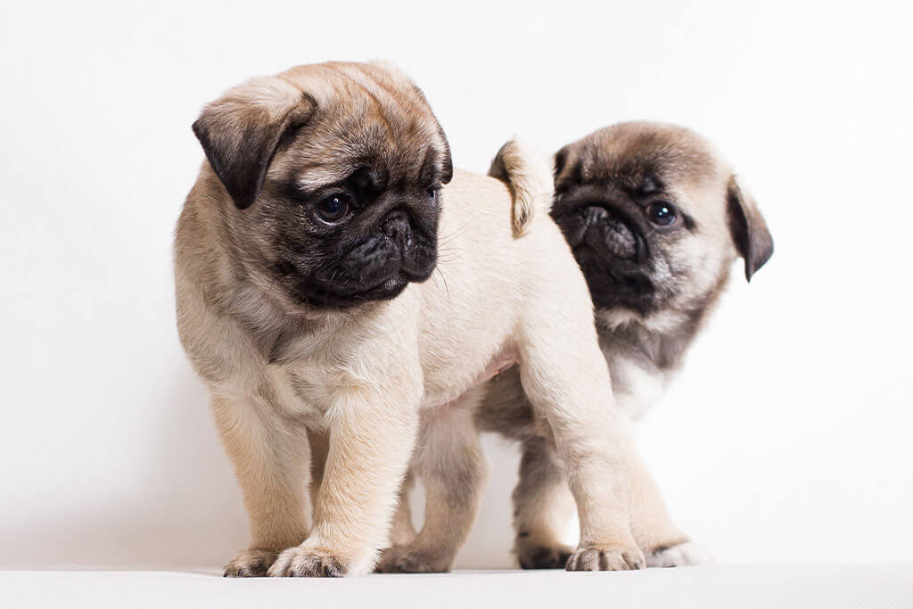 Discover Retro Pug A Complete 101 Guide