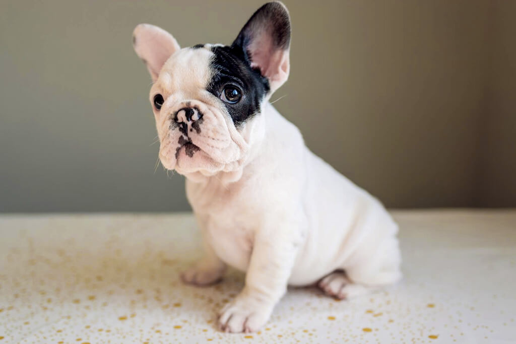 French bulldog pied puppy