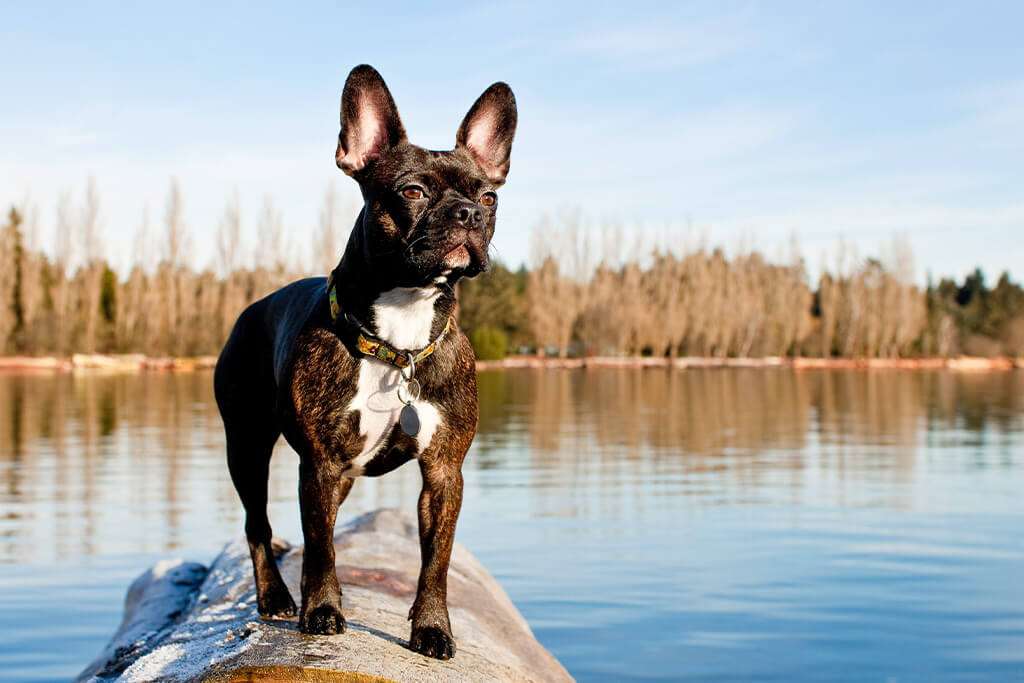 Frenchton on the dock