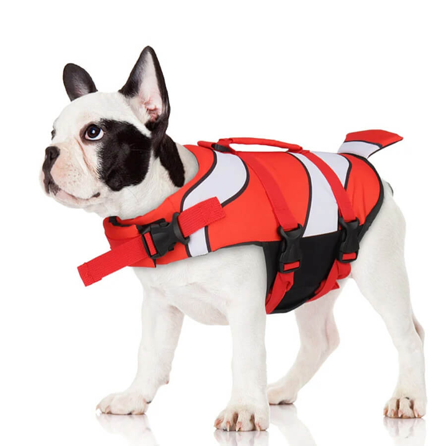 French bulldog puppy wearing Clownfish Frenchie Swim Vest