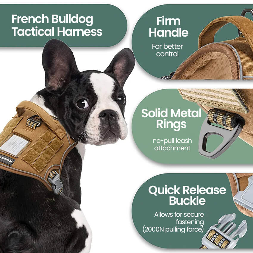 Frenchie puppy wearing French Bulldog Tactical Harness