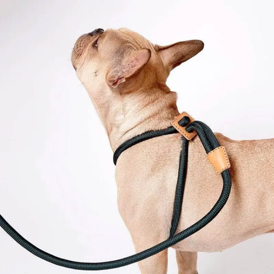 Close up image of fawn Frenchie wearing Rope French Bulldog Harness in olive color
