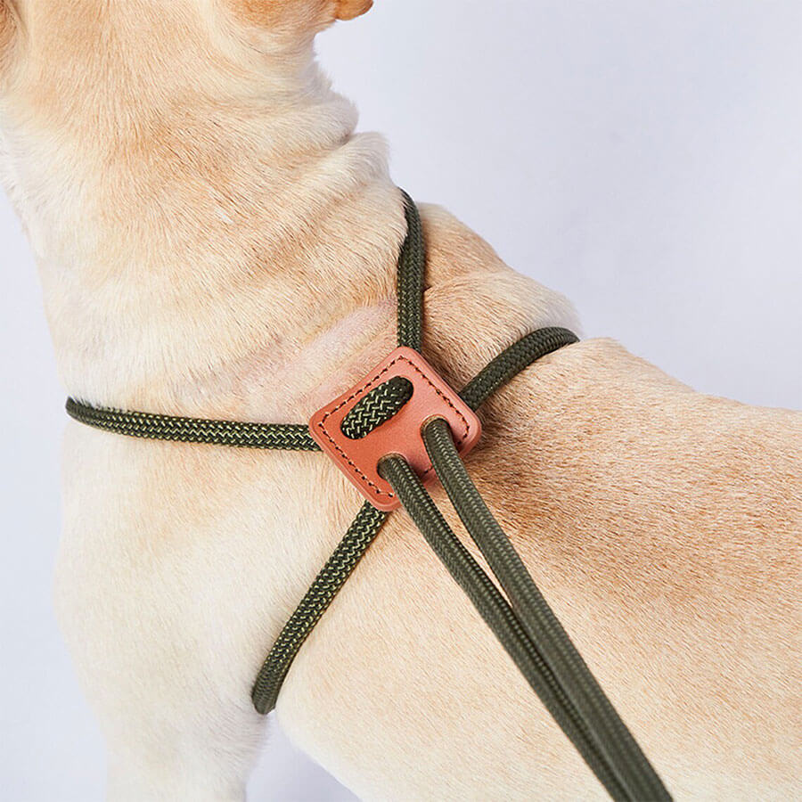 Close up image of fawn Frenchie wearing Rope French Bulldog Harness in olive color