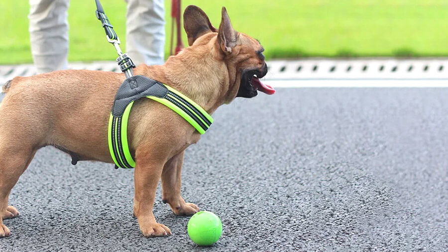 Red Fawn French Bulldog wearing Step In Frenchie Harness in neon green color
