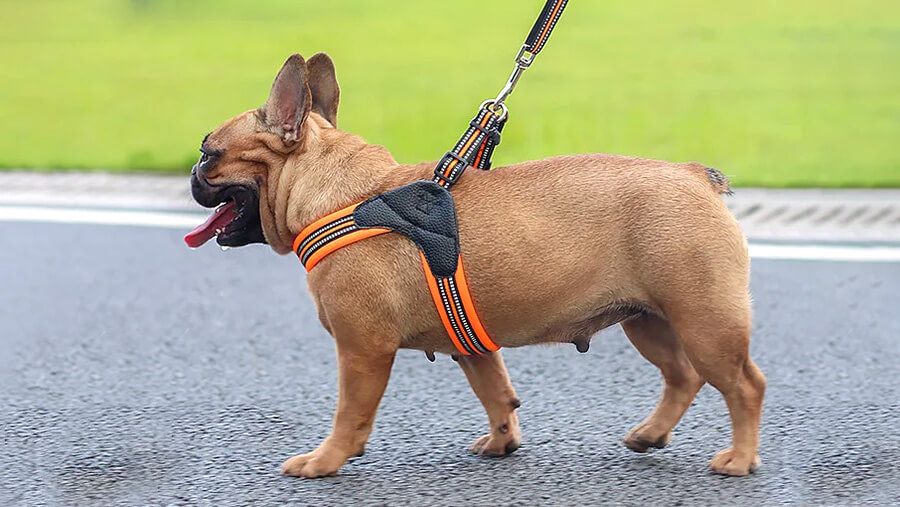 Red Fawn French Bulldog wearing Step In Frenchie Harness in orange color