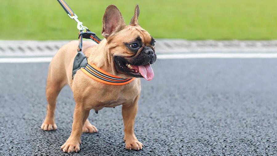 Red Fawn French Bulldog wearing Step In Frenchie Harness