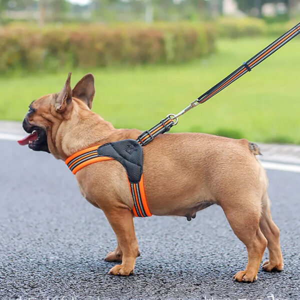 Step In Frenchie Harness