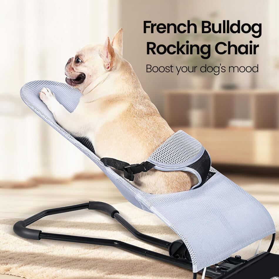 Cream French bulldog in his rocking chair
