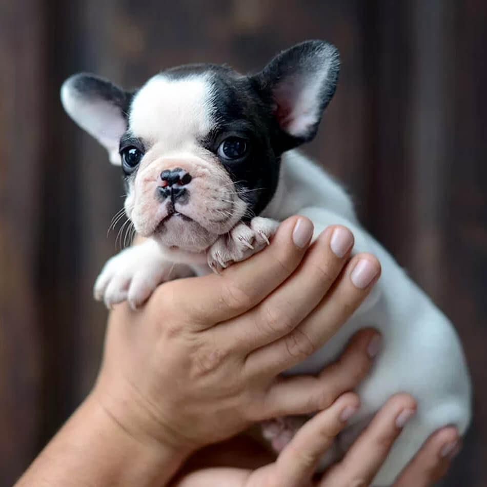 French bulldog puppy for sale in black pied color