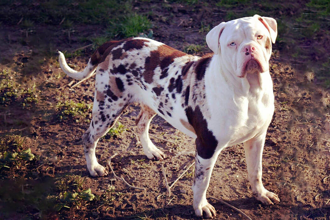 Alapaha Blue Blood Bulldog bully breed