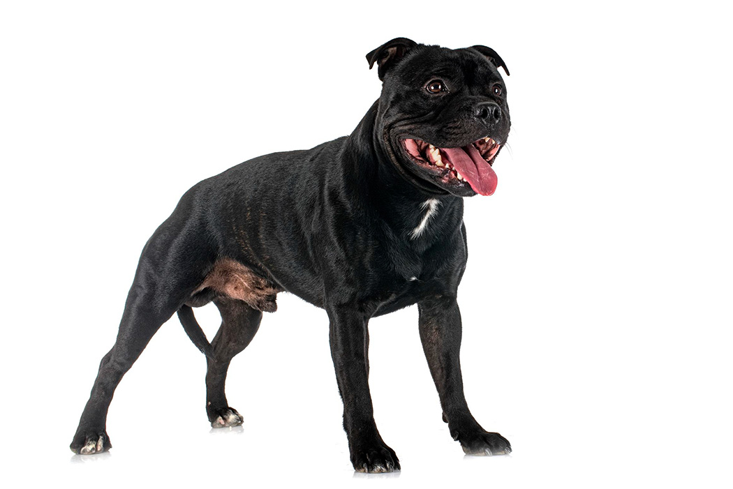 Bully breed: Black American Staffordshire Terrier