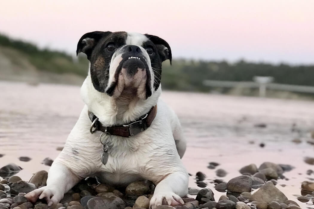 Bantam Bulldogge