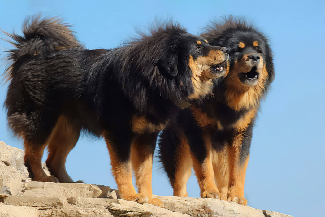 Bhote Kukur bully breed
