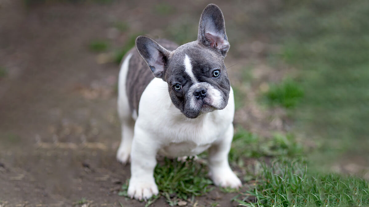 Blue Pied Brindle Frenchie puppy