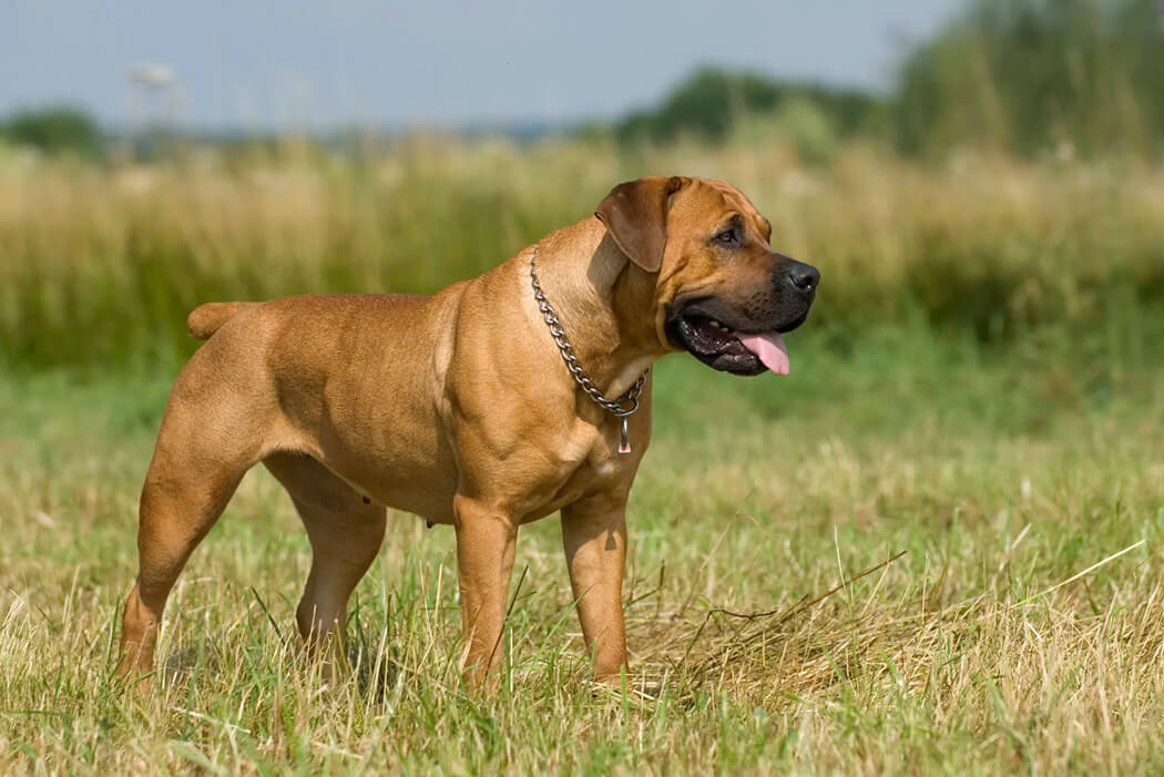 Borboel bully breed