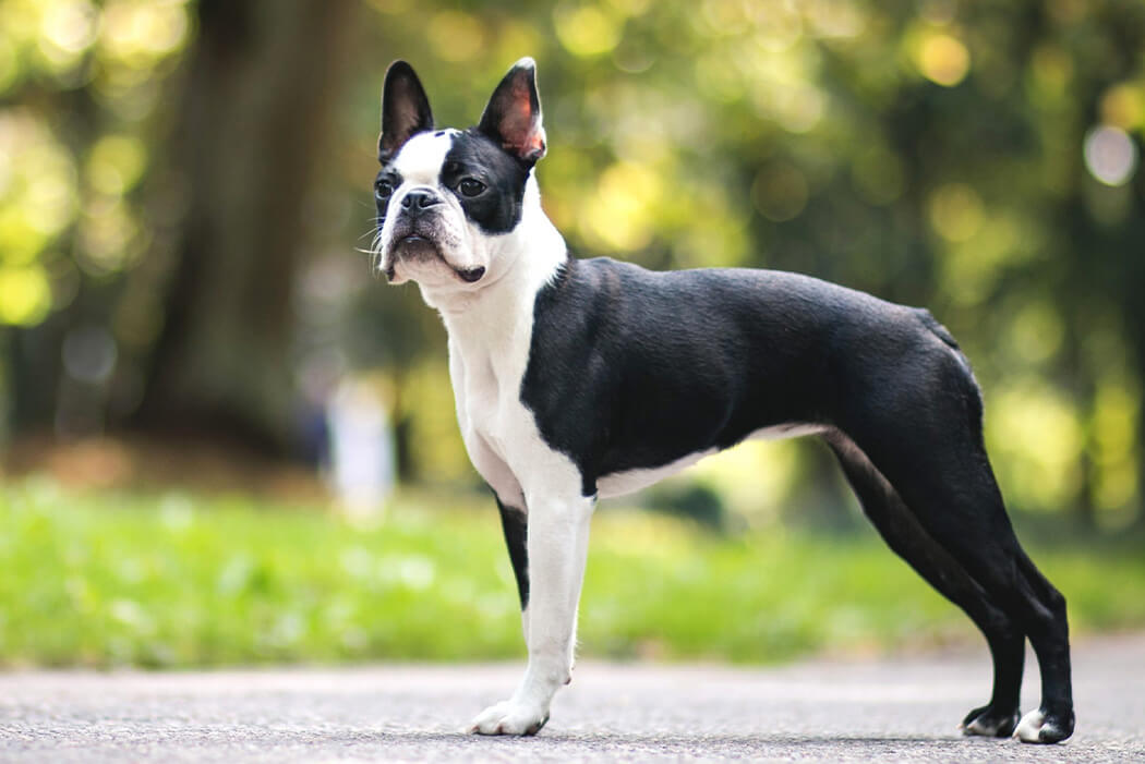 Bully breed: Boston Terrier