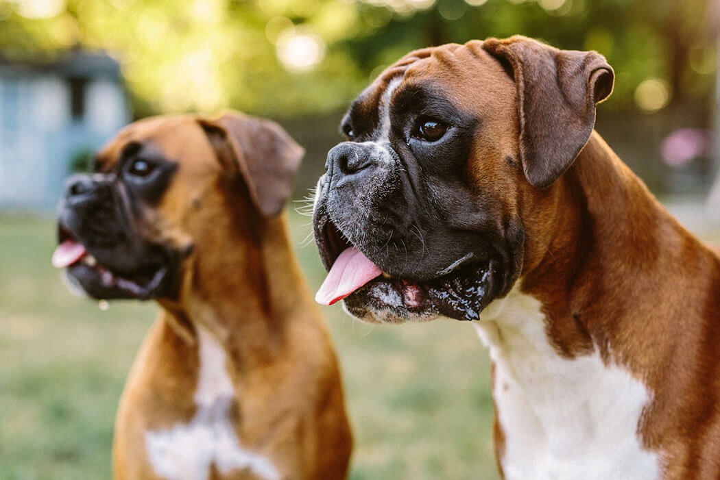 Bully breed: Boxer dog