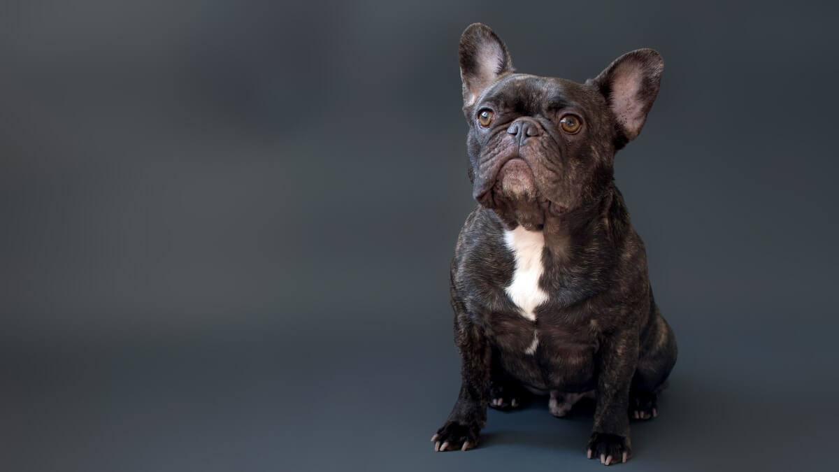 Brindle French Bulldog