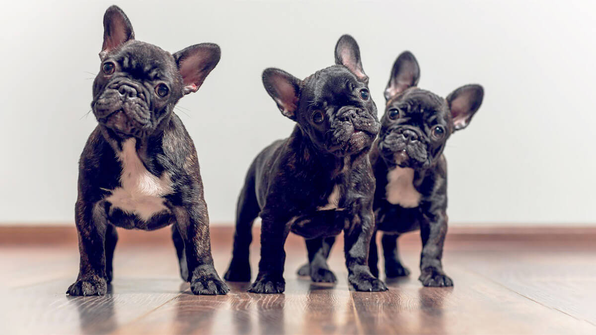 Brindle French Bulldog puppies