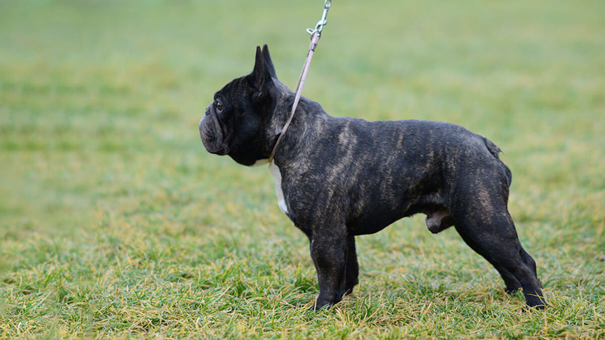 Adult male brindle French Bulldog