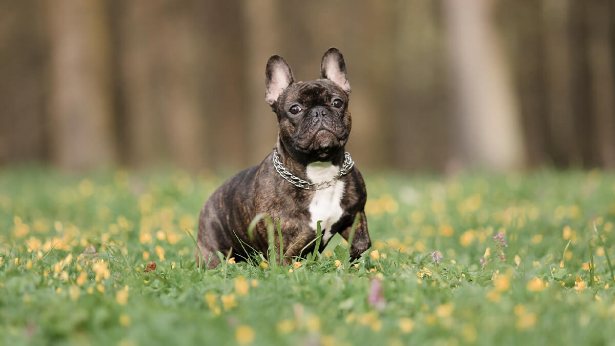 Brindle French Bulldog sitting in the grass field