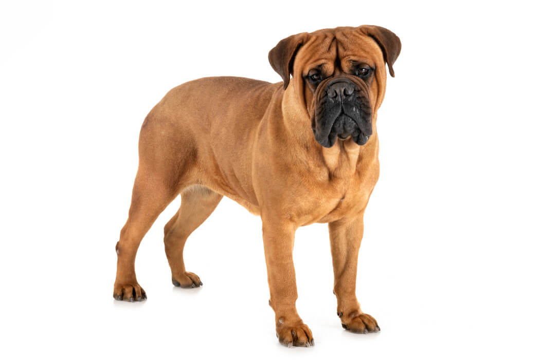 Bully breed: Bull Mastiff