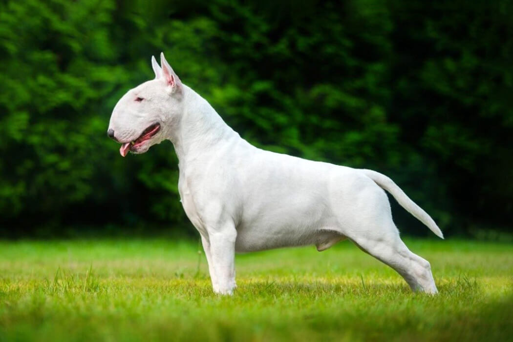 Bully breed: Bull Terrier