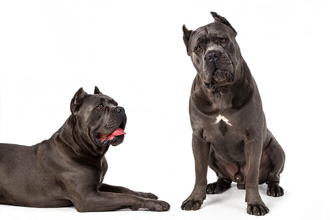 Bully breed: Cane Corso Italiano