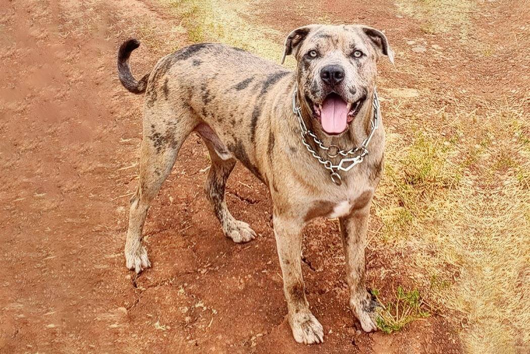 Catahoula Bulldog bully breed