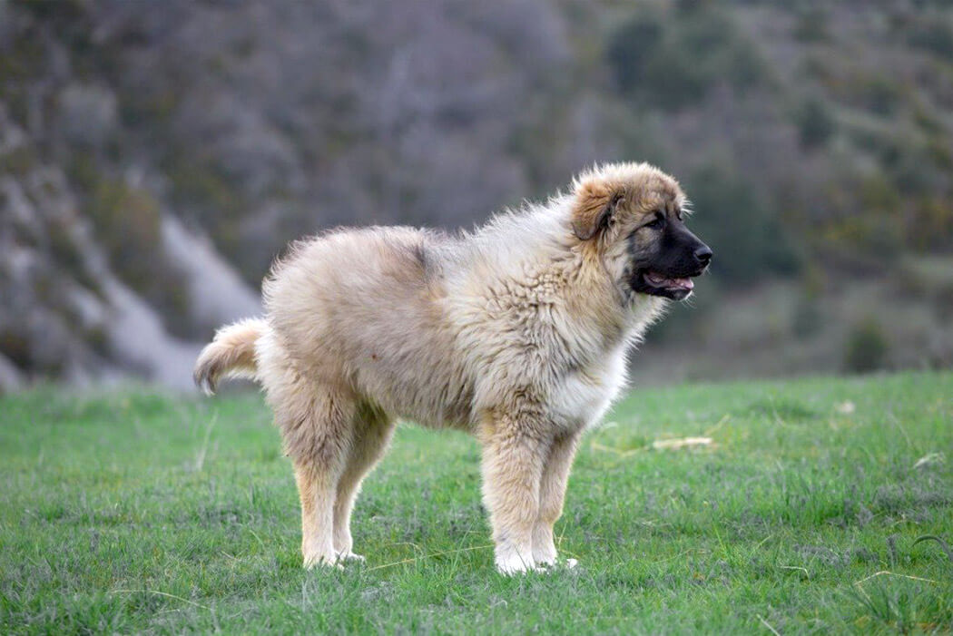 Bully breed: Caucasian Shepherd Dog