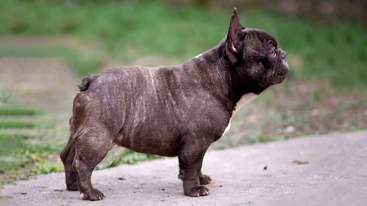 Chocolate Brindle French Bulldog