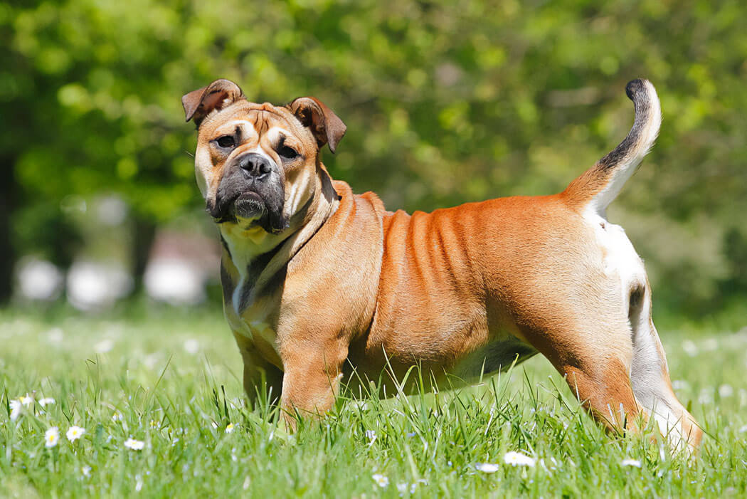 Continental Bulldog bully breed