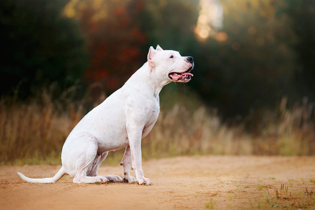 Bully breed Dogo Argentino