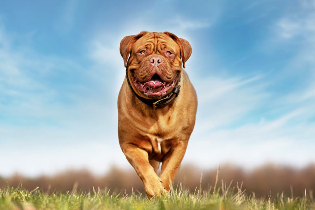 Dogue De Bordeaux bully breed