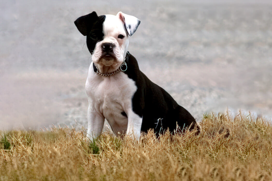 English Boston-Bulldog bully breeds