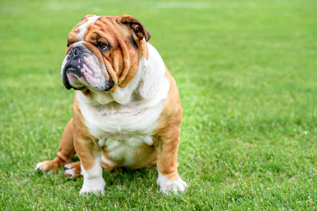 Bully breed English Bulldog