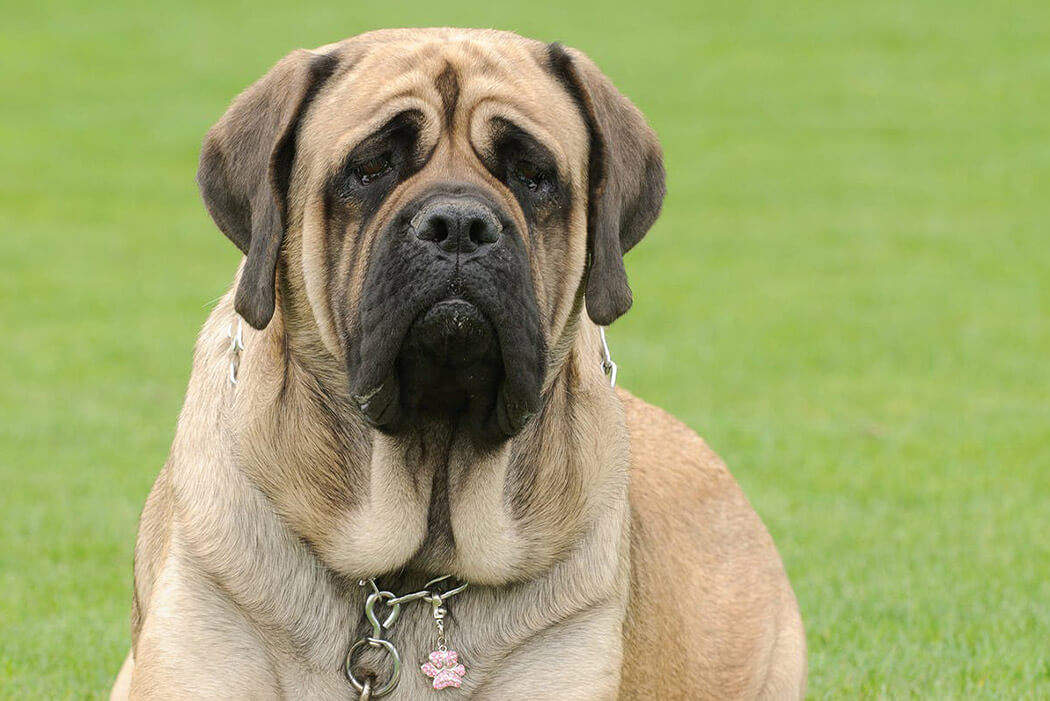 Bully breed: English Mastiff