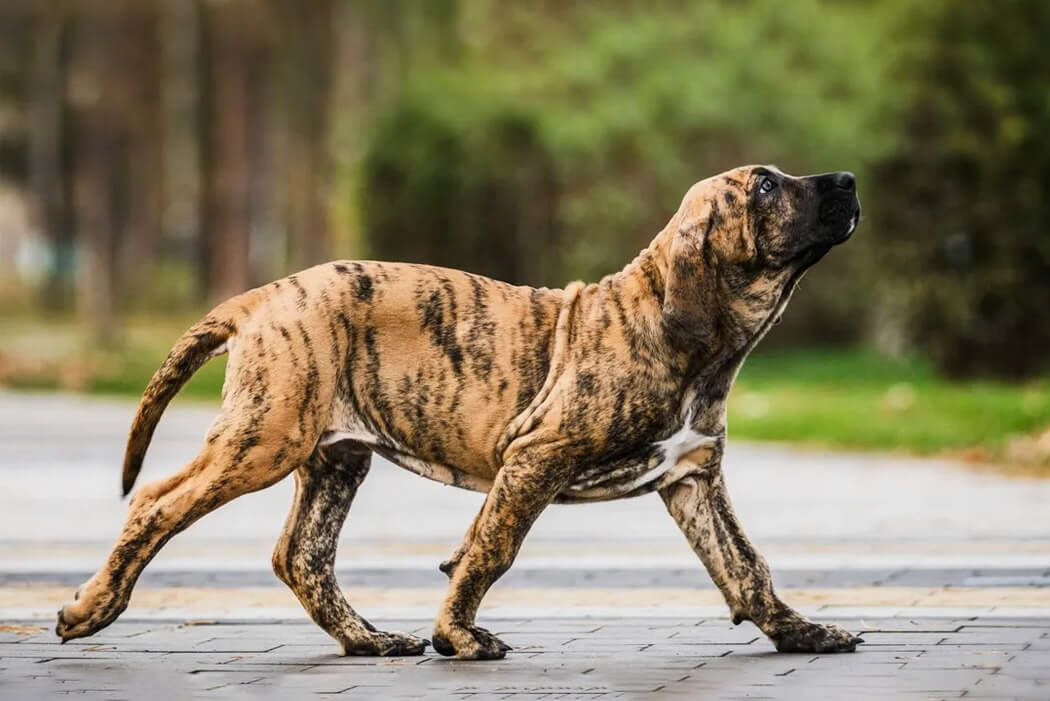 Fila Brasileiro bully breed
