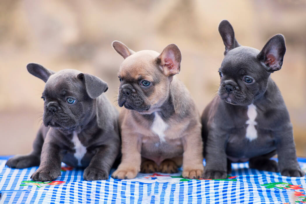 Bully breed: French Bulldog puppies sitting