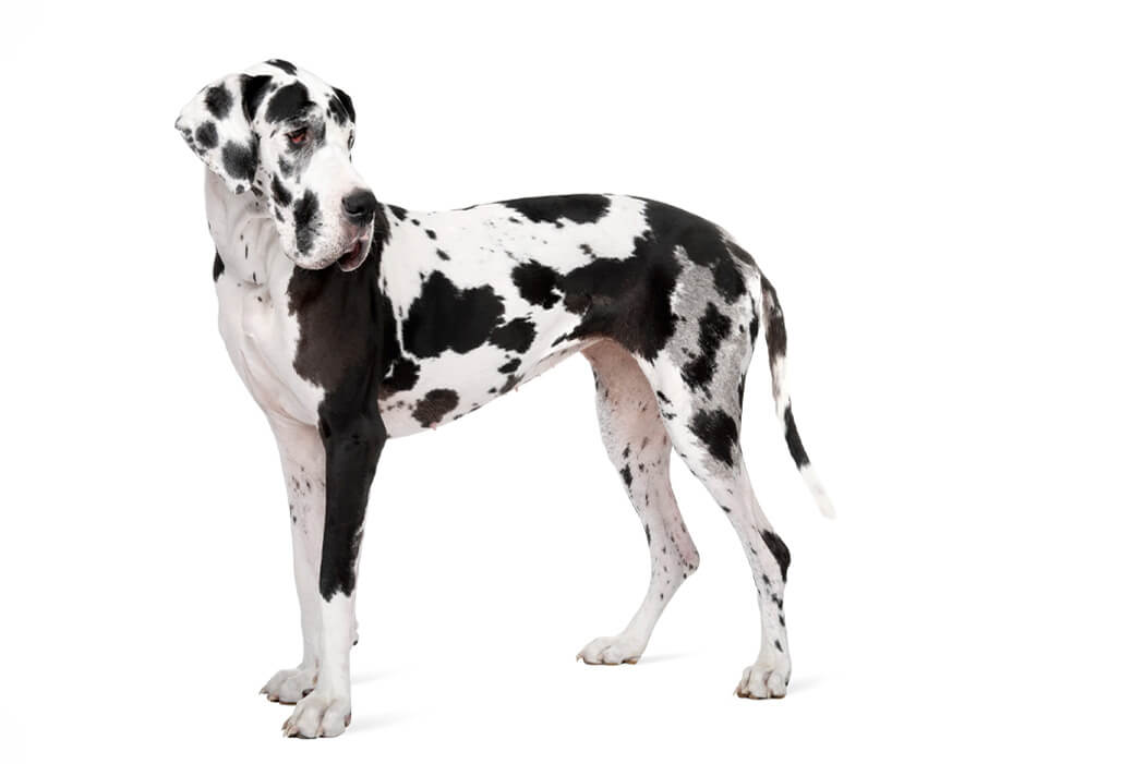 Great Dane bully breed