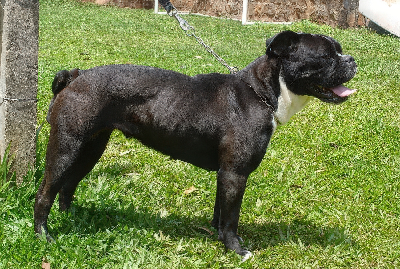 Serrano Bulldog bully breed