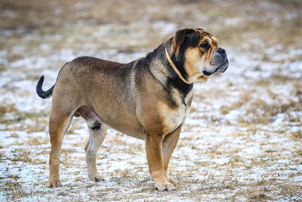 Majorca Mastiff bully breed