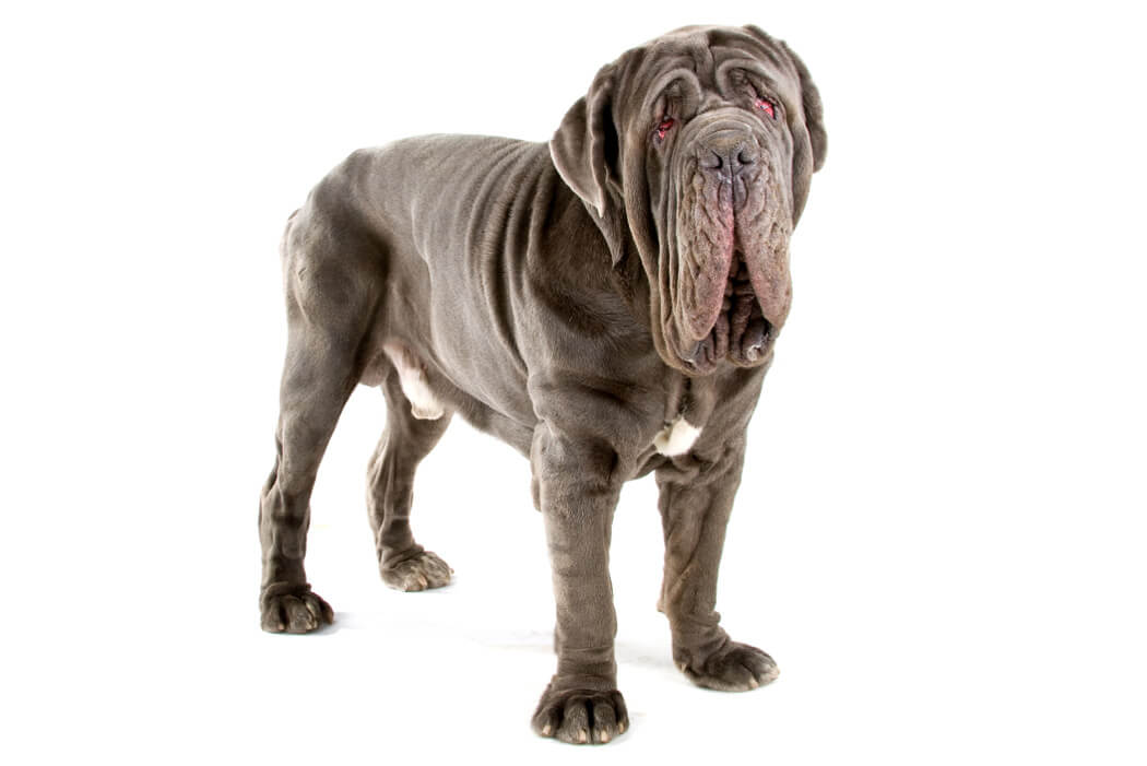 Neapolitan Mastiff bully breed