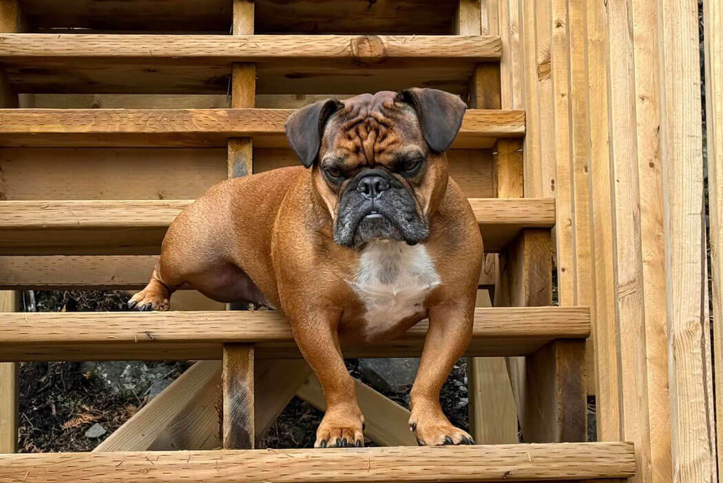 Bully breed - Olde Boston Bulldogge